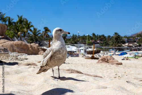 ave blanca en la playa