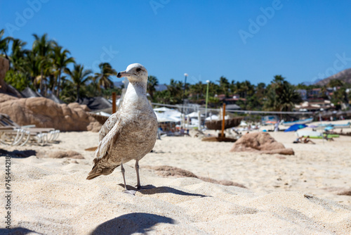 ave blanca en la playa