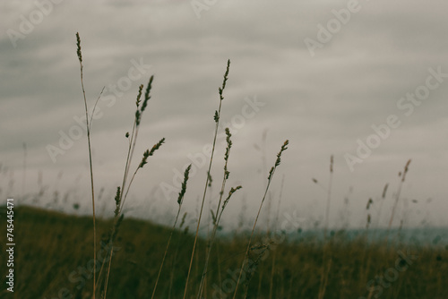 Tall dry grass and ears against an overcast gray sky with low clouds. Abstract natural landscape of wild field  meadow before rain. Gloomy weather.