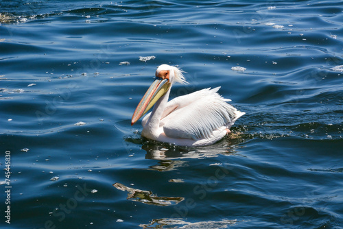 The pelican bird swims alone on the rough sea waves.