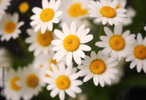Close-up of several white daisies with yellow centers against a green background generative AI © MADJDIVECTOR