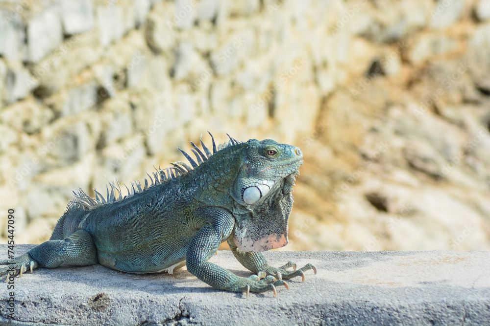 The Green Iguana or the Common Iguana (Iguana iguana). The Green Iguana or the Common Iguana (Iguana iguana).