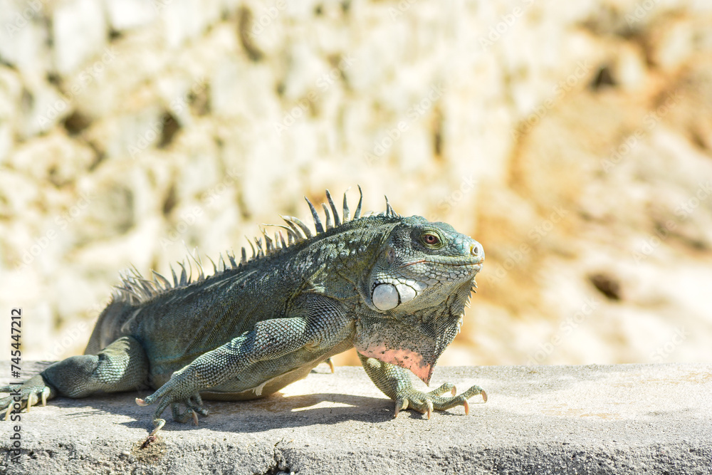 The Green Iguana or the Common Iguana (Iguana iguana). The Green Iguana or the Common Iguana (Iguana iguana).