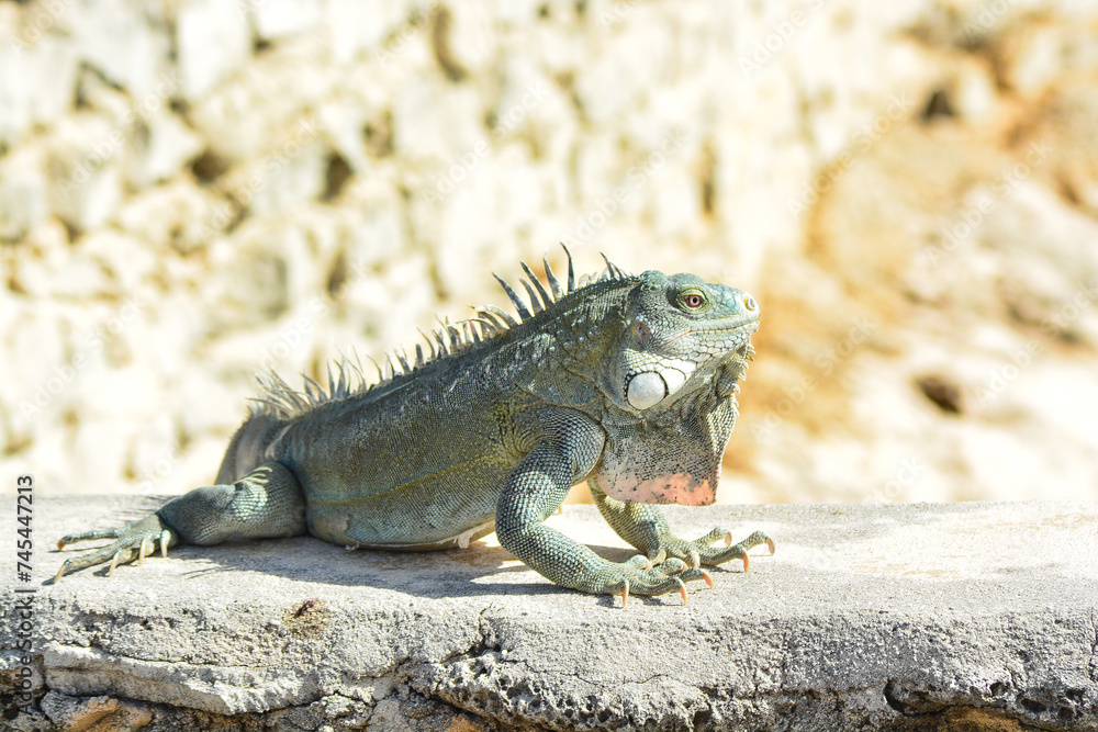 The Green Iguana or the Common Iguana (Iguana iguana). The Green Iguana or the Common Iguana (Iguana iguana).
