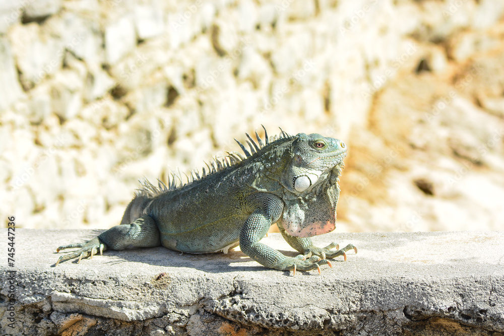 Obraz premium The Green Iguana or the Common Iguana (Iguana iguana).