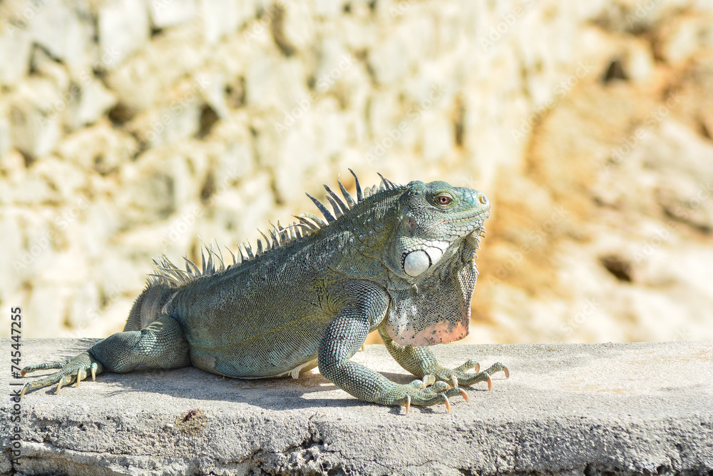 The Green Iguana or the Common Iguana (Iguana iguana). The Green Iguana or the Common Iguana (Iguana iguana).