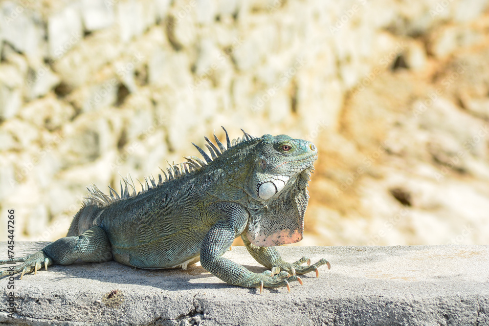 The Green Iguana or the Common Iguana (Iguana iguana). The Green Iguana or the Common Iguana (Iguana iguana).