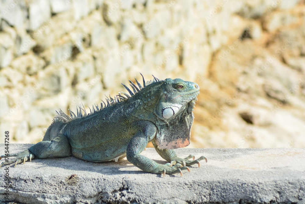 The Green Iguana or the Common Iguana (Iguana iguana). The Green Iguana or the Common Iguana (Iguana iguana).
