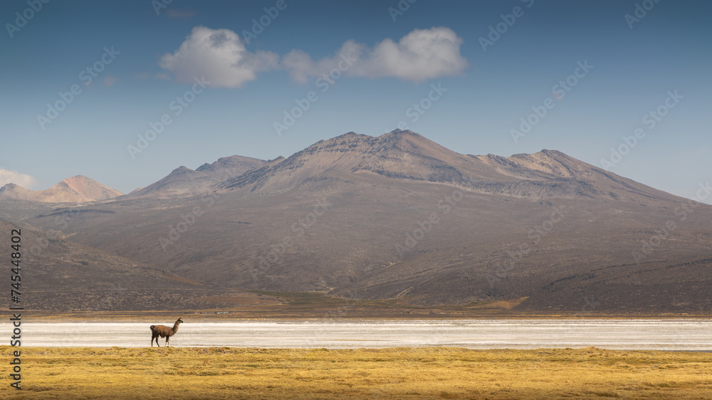 A slender llama contemplates the tranquil, Andean landscape on the heights of the Arequipa salt flat, Peru