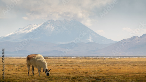 Llama grazing at an Andean landscape, sunny day in Arequipa 