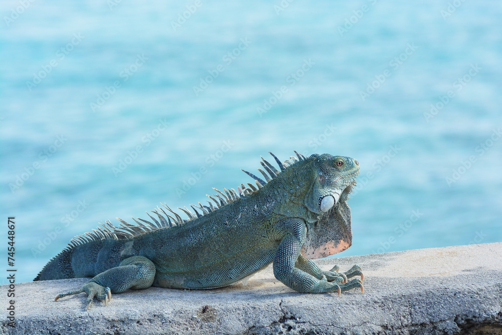 The Green Iguana or the Common Iguana (Iguana iguana) with blue Caribbean sea in the background. The Green Iguana or the Common Iguana (Iguana iguana) with blue Caribbean sea in the background.