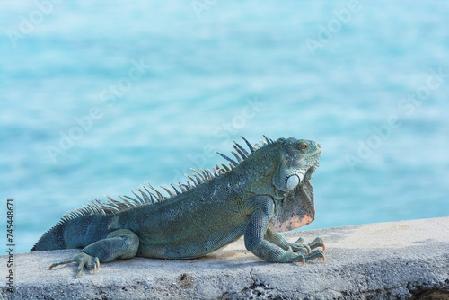 The Green Iguana or the Common Iguana  Iguana iguana  with blue Caribbean sea in the background. 
