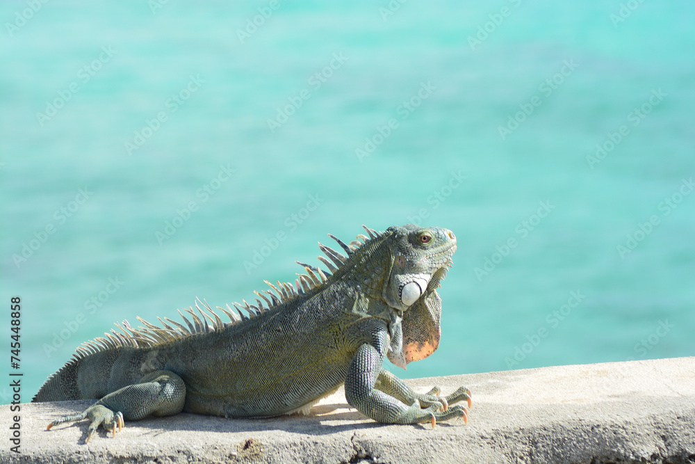 The Green Iguana or the Common Iguana (Iguana iguana) with blue Caribbean sea in the background. The Green Iguana or the Common Iguana (Iguana iguana) with blue Caribbean sea in the background.