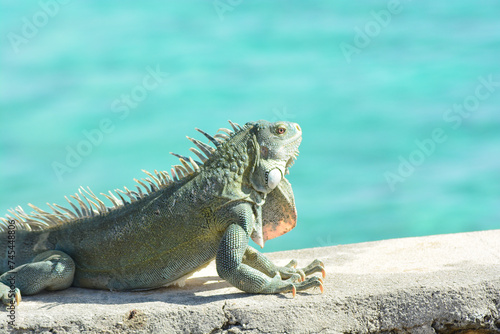 The Green Iguana or the Common Iguana (Iguana iguana) with blue Caribbean sea in the background.  photo