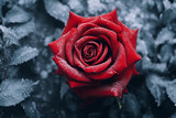 illustration of red rose in snow. Created with Generative AI