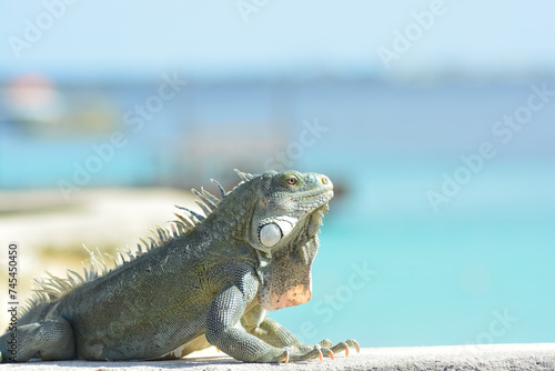 The Green Iguana or the Common Iguana (Iguana iguana) with azure blue sea in the background. 