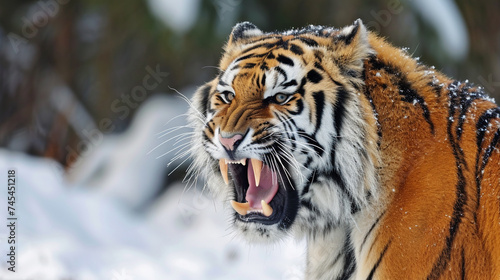 Beautiful of Siberian Tiger Growling . Generative Ai