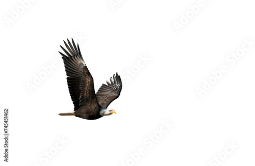 Flying Bald Eagle Close-Up - Transparent Backgroung