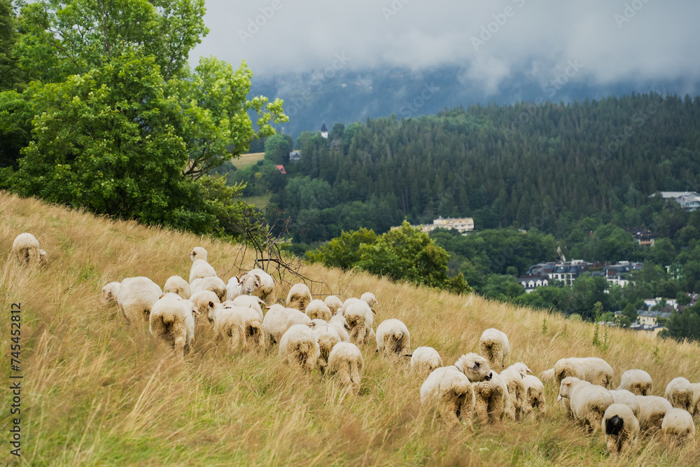 Fototapeta premium Sheep graze in a meadow on a mountain slope in the Polish Tatras, sky with storm clouds.