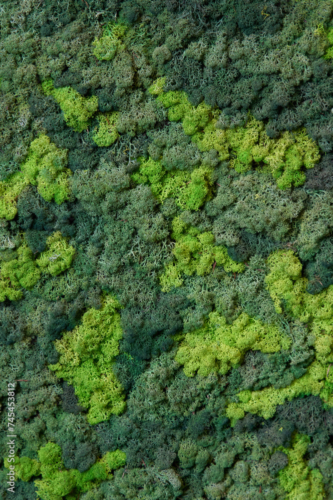 close up view of a canvas made of natural moss of different colors, high resolution