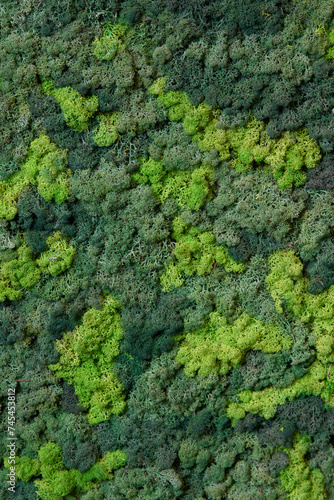 close up view of a canvas made of natural moss of different colors, high resolution