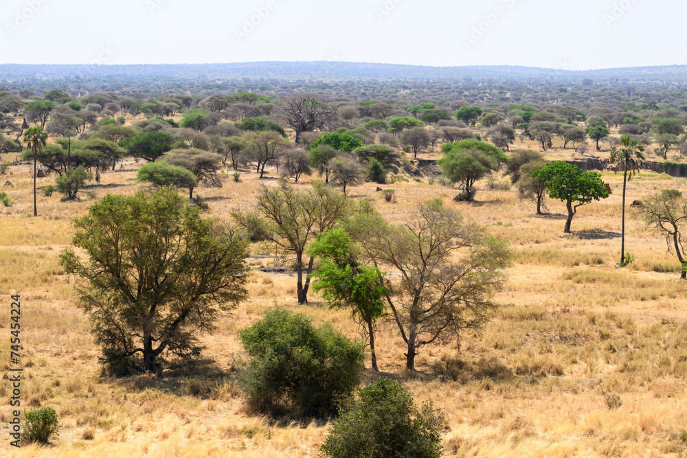 African savannah landscape in fry season, Tarangire National Park, Tanzania