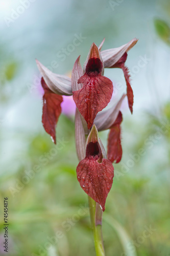 red orchid flower wild orchid serapias cordigera photo