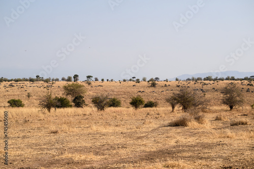 Wildebeests and zebras grazing in Tarangire National Park  Tanzania