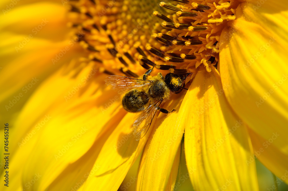 Honeybee collects nectar on the flowers of a sunflower Honeybee collects nectar on the flowers of a sunflower