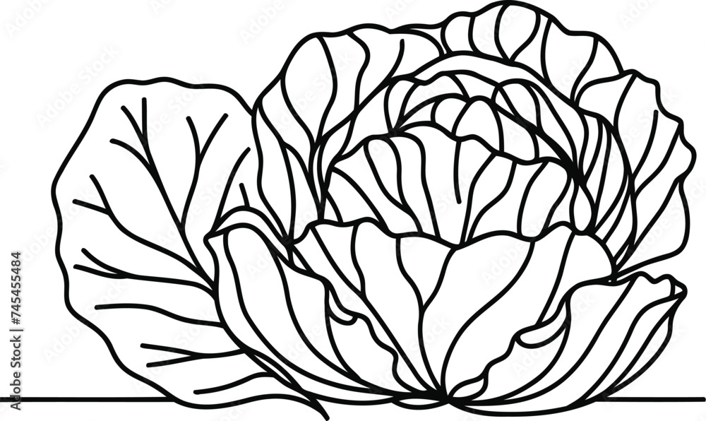 cabbage in continuous line drawing minimalist style, cabbage in continuous line drawing minimalist style,