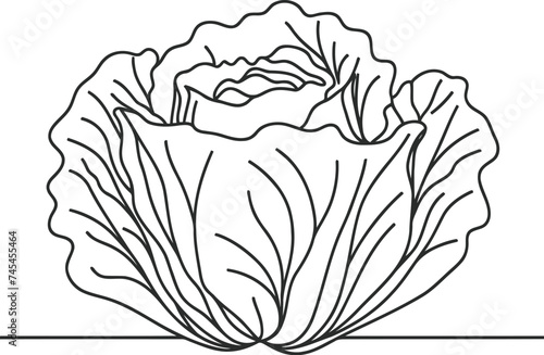 cabbage in continuous line drawing minimalist style, 