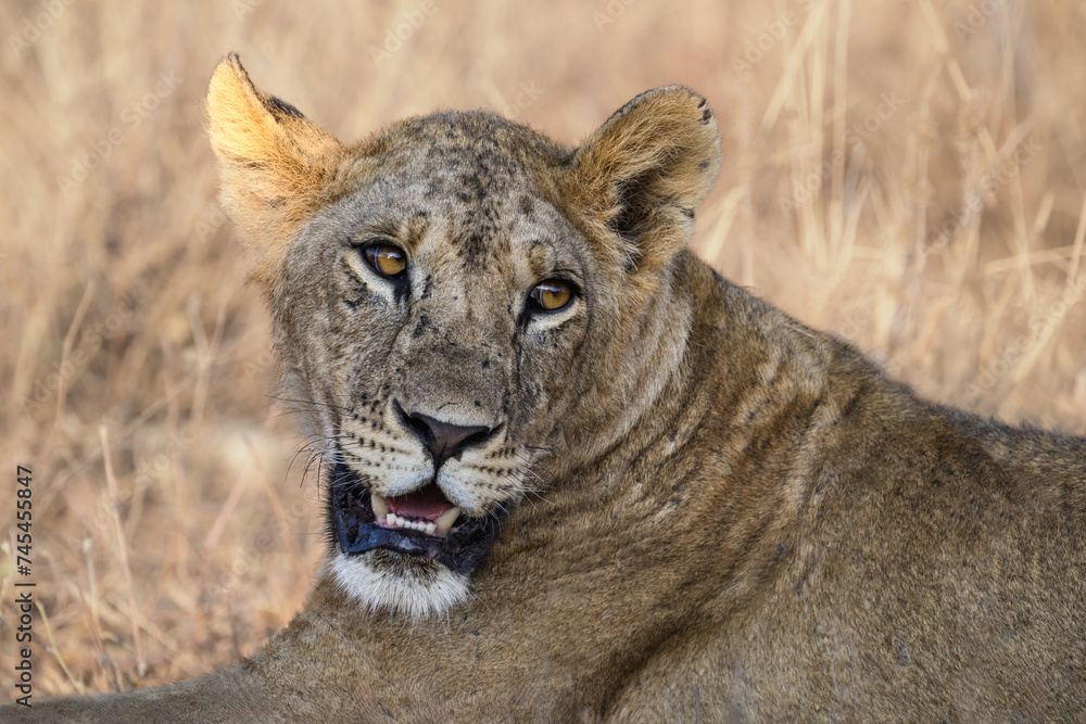 Female lion or lioness closeup head portrait Female lion or lioness closeup head portrait