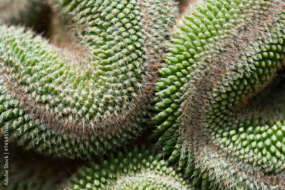 Obraz premium Mammillaria spinosissima