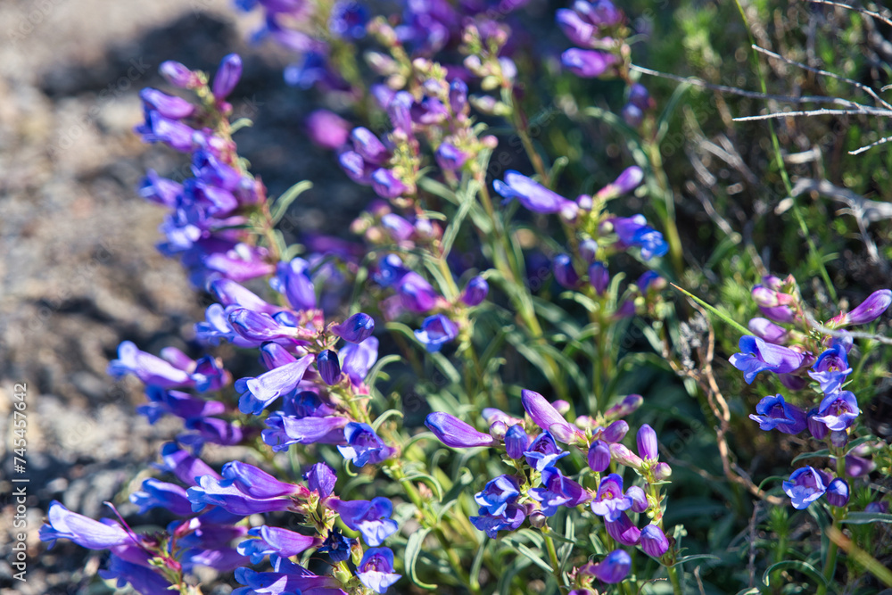 Fototapeta premium Purple flowery bush
