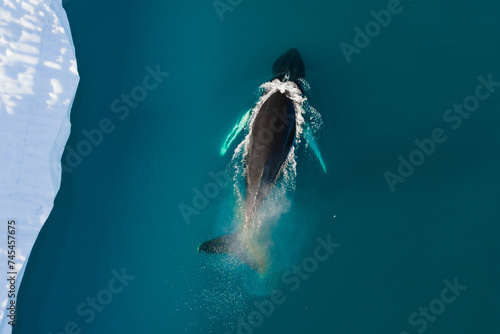Humpback whale diving at the Icefjord in Ilulissat, Greenland. photo