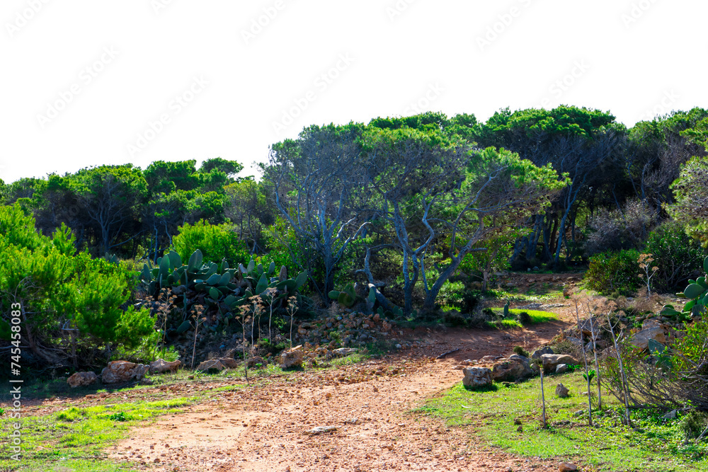 Foresta 2000 nature reserve on Marfa peninsula Malta