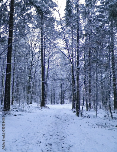 Winter forest landscape. © Jan