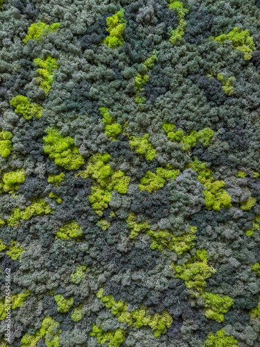 close up view of a canvas made of natural moss of different colors, high resolution