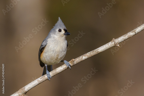 Tufted Titmouse bird perched on branch.