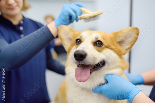 Two female groomers take care of the fur of a cute corgi dog using special combs and tools. Appointment at the veterinary clinic. Professional pet care. Dog grooming salon. photo