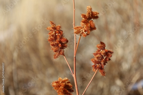 Fotografie bur plant