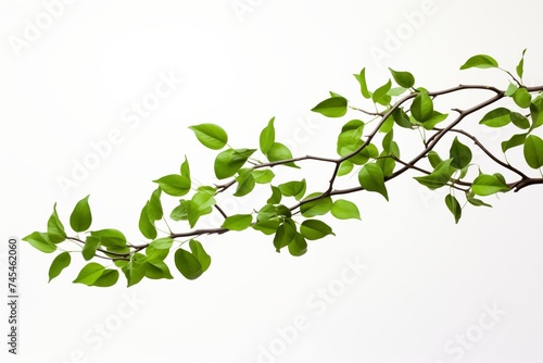 Green Leaves on Branch, Minimal Botanical Composition, White Background