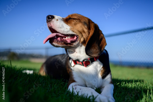 Dog sitting at the park enjoying the sunshine