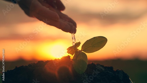Life of little seedling. Gardener grows seedling. Green sprout in ground is watered by farmer hand, drops of water. Seedling in soil is watered by man. Agriculture. Germinated seed in fertile soil.