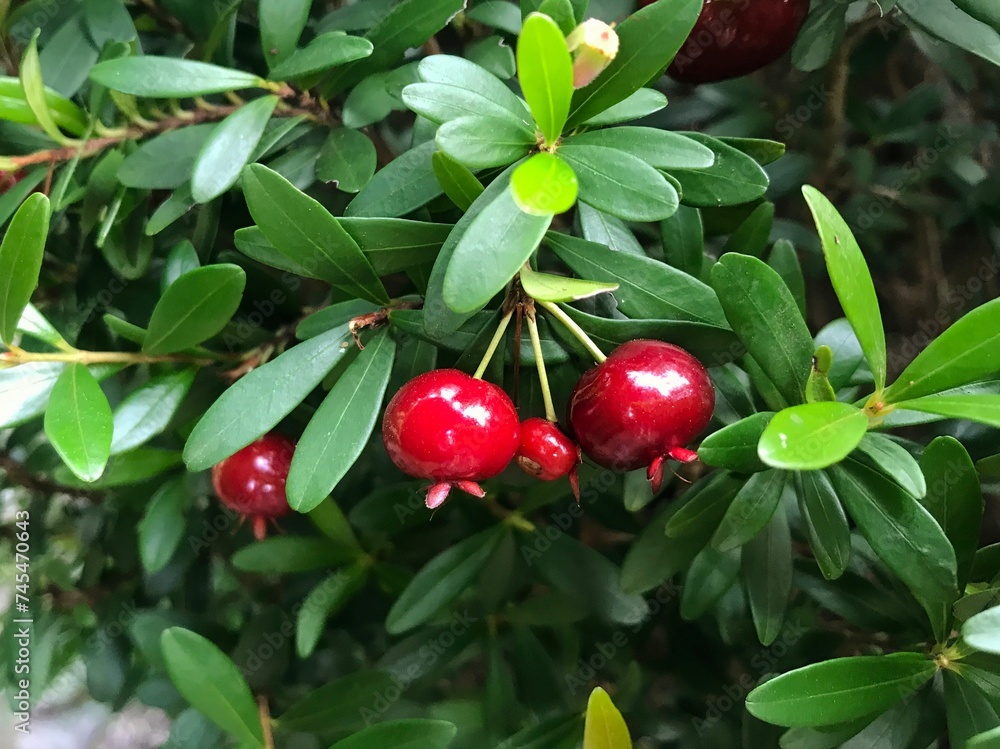 Closeup Eugenia mattosii, a smaller species of the Brazilian cherry (Pitanga) and its vibrant red color among the green leaves.