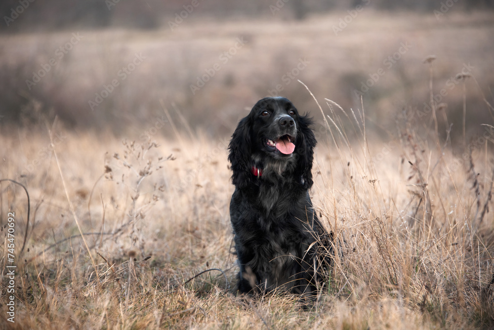 A charming hunting spaniel sits in the grass in the field and looks at the owner with joy. A black dog walks in a wild field. Selective focus. Hunting dog breed. A charming hunting spaniel sits in the grass in the field and looks at the owner with joy. A black dog walks in a wild field. Selective focus. Hunting dog breed.