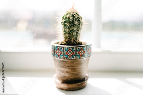 cactus 