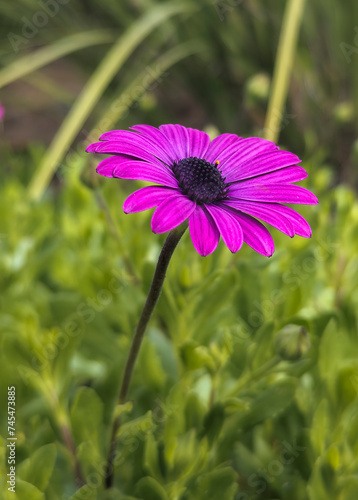 A single purple African daisy flower with a foliage background