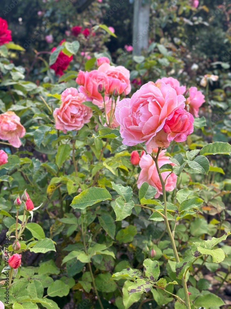 pink roses in garden