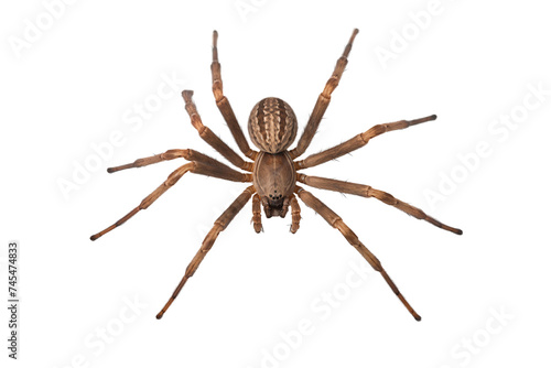 Spider full body, isolated on white background